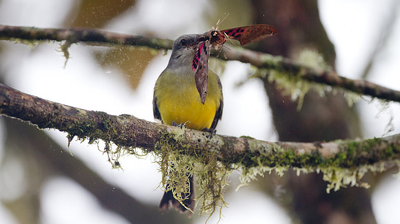 Tropical Kingbird (Tyrannus melancholicus)