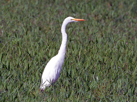 Great Egret (Ardea alba) also known as Great White Egret, Common Egret