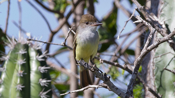 Brown-crested Flycatcher (Myiarchus tyrannulus)
