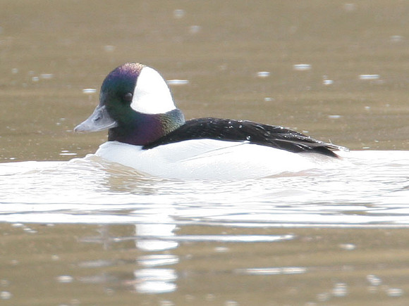 Bufflehead (Bucephala albeola) male