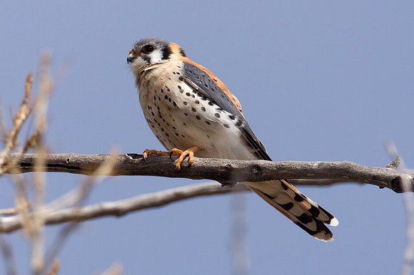 American Kestrel (Falco sparverius)