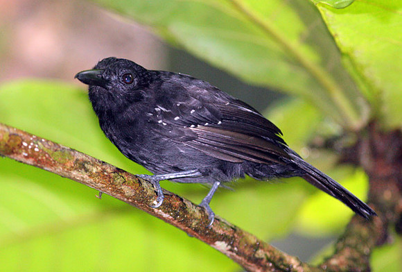 Black-hooded Antshrike (Thamnophilus bridgesi) male