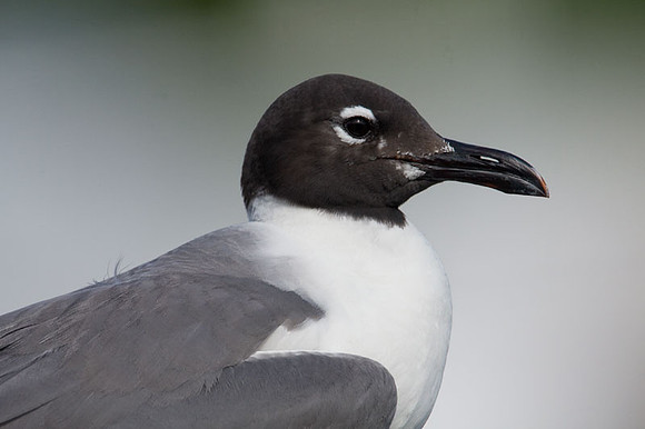 Laughing Gull (Leucophaeus atricilla)