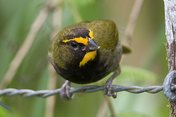 Yellow-faced Grassquit (Tiaris olivaceus) male