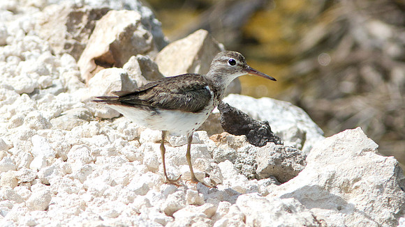 Spotted Sandpiper (Actitis macularius)
