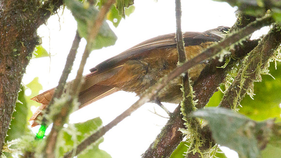Streaked Tuftedcheek (Pseudocolaptes boissonneautii)