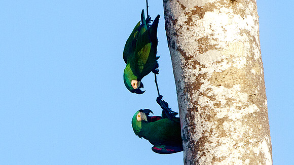 Chestnut-fronted Macaw (Ara severus)