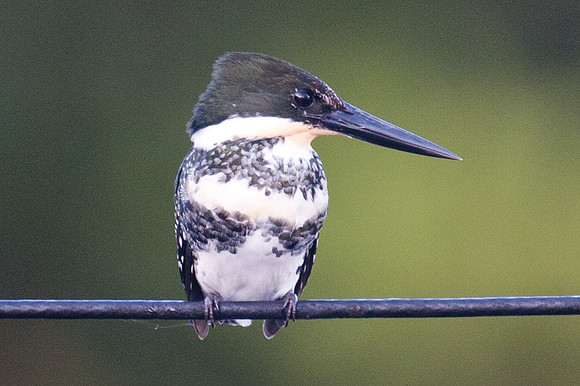 Green Kingfisher (Chloroceryle americana) female