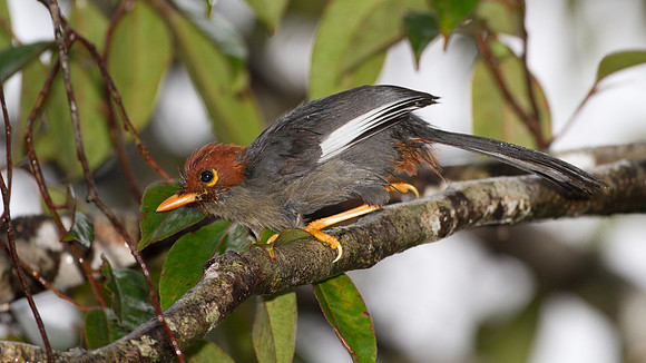 Chestnut-hooded Laughingthrush (Rhinocichla treacheri)