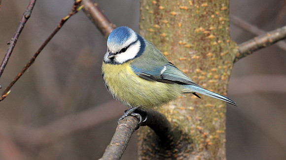 Blue Tit (Cyanistes caeruleus)