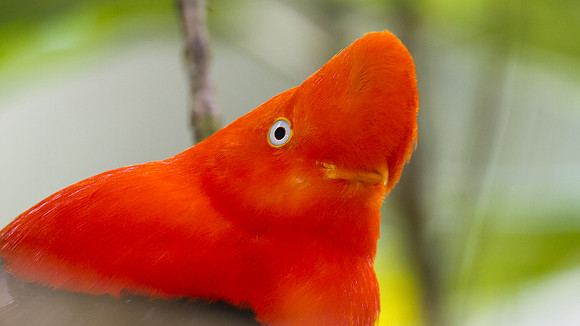 Andean Cock-of-the-rock (Rupicola peruvianus)