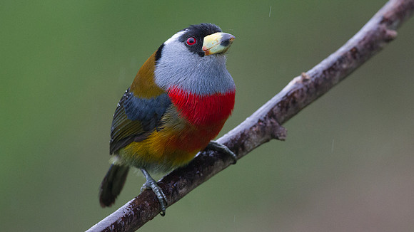Toucan Barbet (Semnornis ramphastinus)