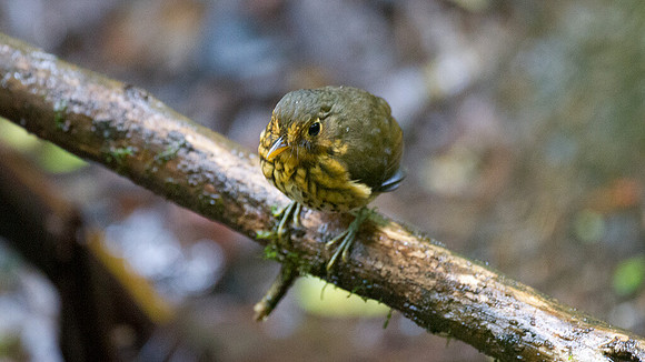 Ochre-breasted Antpitta (Grallaricula flavirostris)