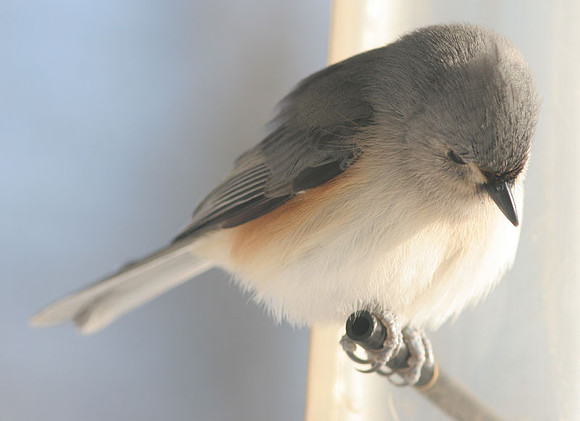 Tufted Titmouse (Baeolophus bicolor)