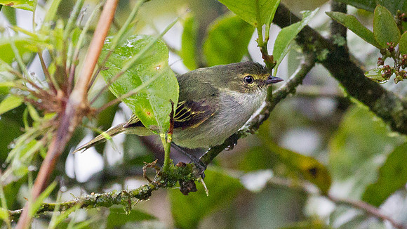 Golden-faced Tyrannulet (Zimmerius chrysops)