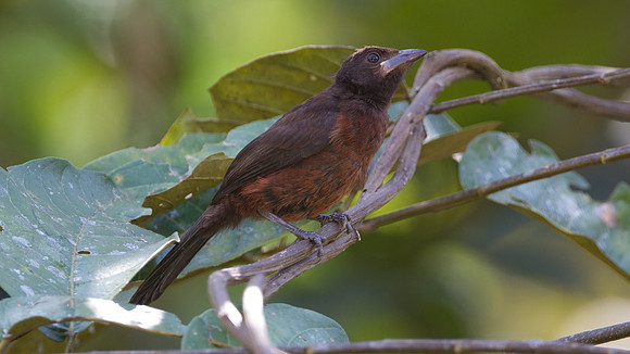 Silver-beaked Tanager (Ramphocelus carbo)