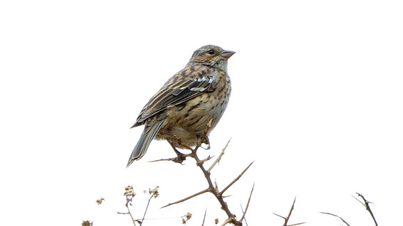 Band-tailed Seedeater (Catamenia analis)