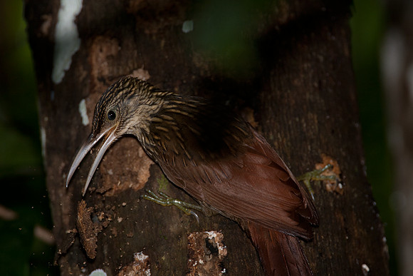 Ivory-billed Woodcreeper (Xiphorhynchus flavigaster)