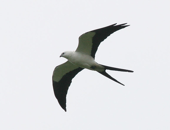 Swallow-tailed Kite (Elanoides forficatus)