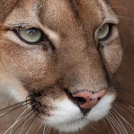 Puma (Puma concolor) captive