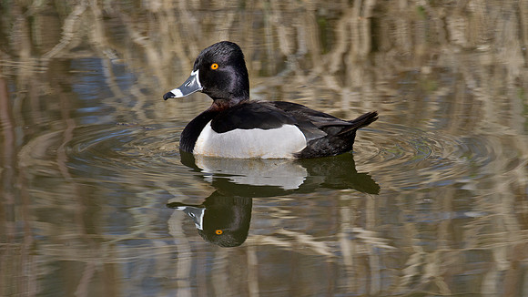 Ring-necked Duck (Aythya collaris) male