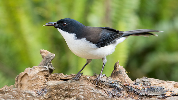 Dark-backed sibia (Heterophasia melanoleuca)