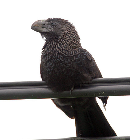 Smooth-billed Ani (Crotophaga ani)