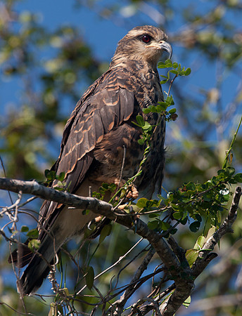 Snail Kite (Rostrhamus sociabilis)
