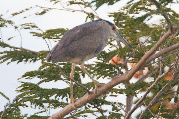 Black-crowned Night Heron (Nycticorax nycticorax)