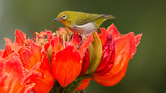 Japanese White-eye (Zosterops japonicus)