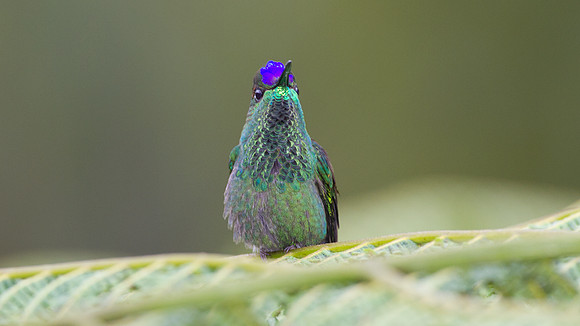 Violet-fronted Brilliant (Heliodoxa leadbeateri)