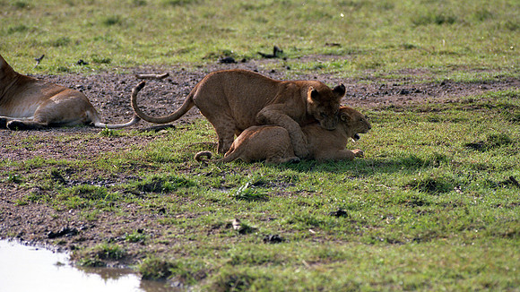 1988 Africa Lion cubs img452