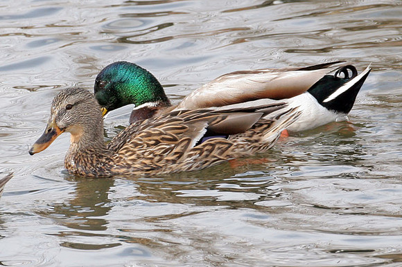 Mallard (Anas platyrhynchos) male and female