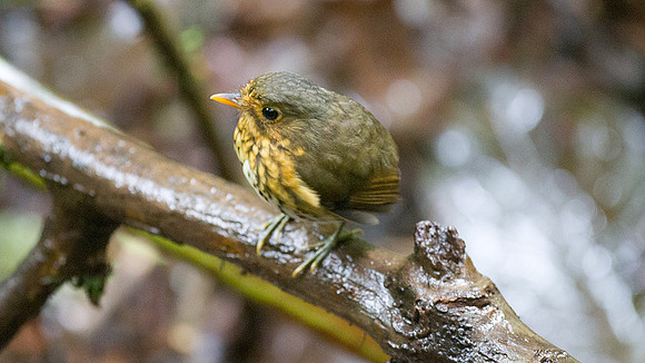 Ochre-breasted Antpitta (Grallaricula flavirostris)