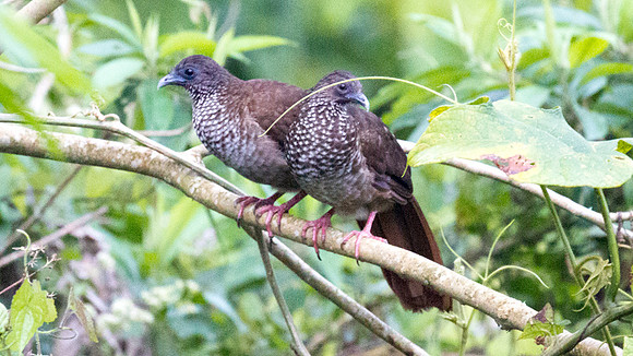 Speckled Chachalaca (Ortalis guttata)