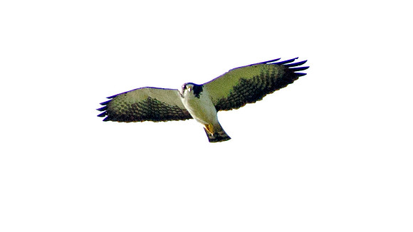Semiplumbeous Hawk (Leucopternis semiplumbeus) ?