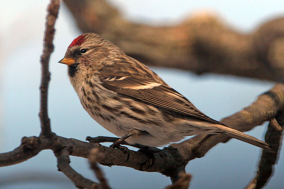 Common Redpoll (Carduelis flammea)