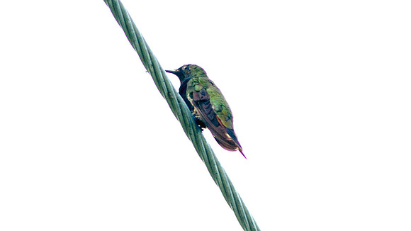 Antillean Mango (Anthracothorax dominicus)