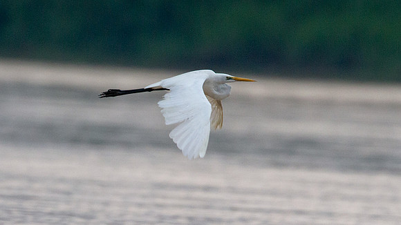 Great Egret (Ardea alba)