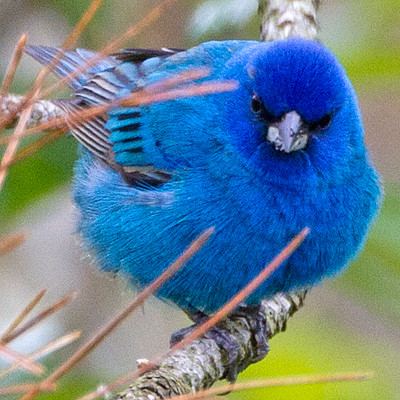 Indigo Bunting (Passerina cyanea) male
