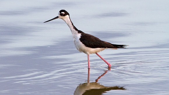 Black-necked Stilt (Himantopus mexicanus)