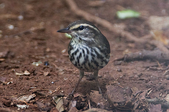 Northern Waterthrush (Parkesia noveboracensis)