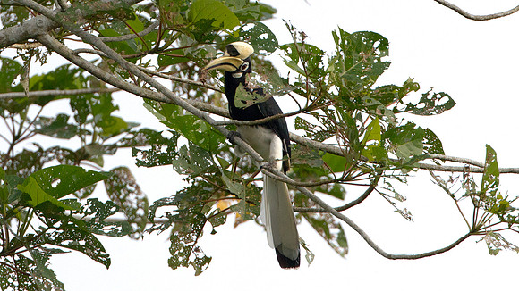 Oriental Pied Hornbill (Anthracoceros albirostris)