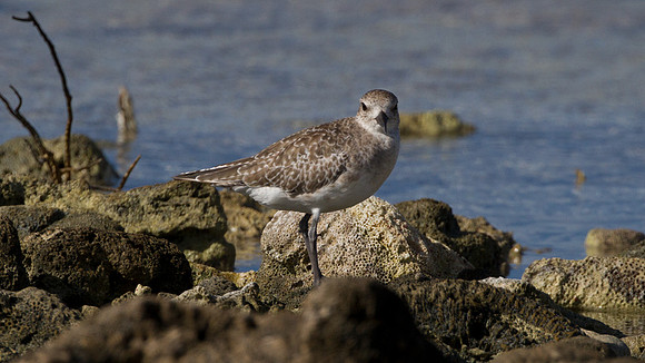 Black-bellied Plover (Pluvialis squatarola)