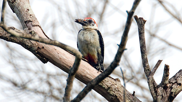 Yucatan Woodpecker (Melanerpes pygmaeus)