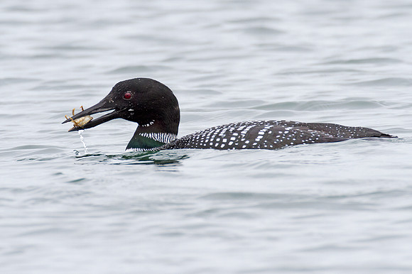 Great Northern Loon (Gavia immer) also known as Common Loon or Great Northern Diver