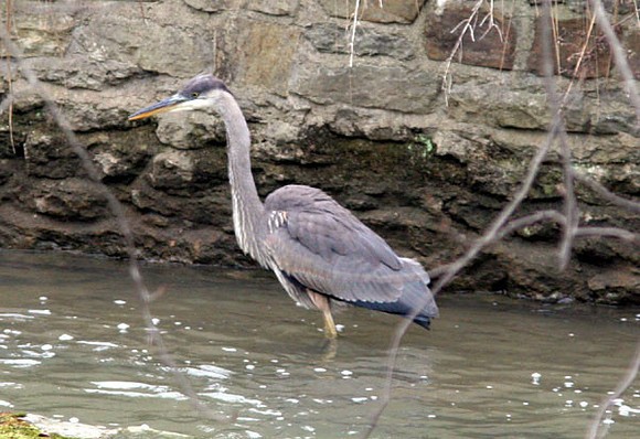 Great Blue Heron (Ardea herodias)