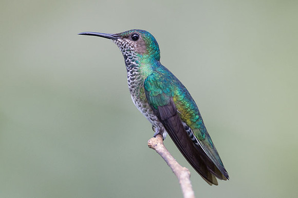 White-necked Jacobin (Florisuga mellivora) female