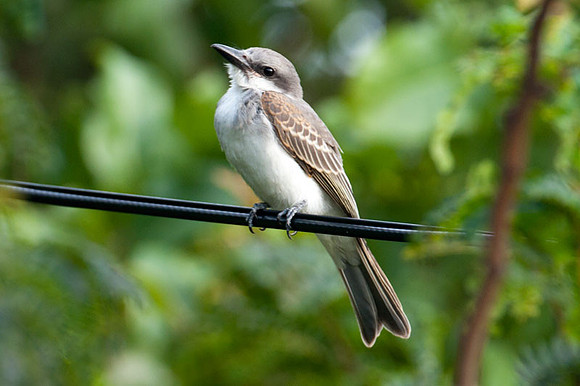 Gray Kingbird (Tyrannus dominicensis)