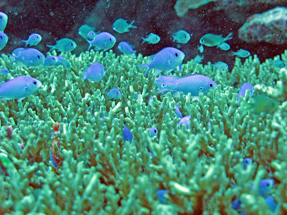 Fish